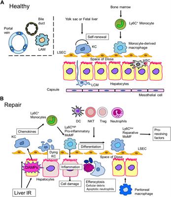 Responses of hepatic sinusoidal cells to liver ischemia–reperfusion injury